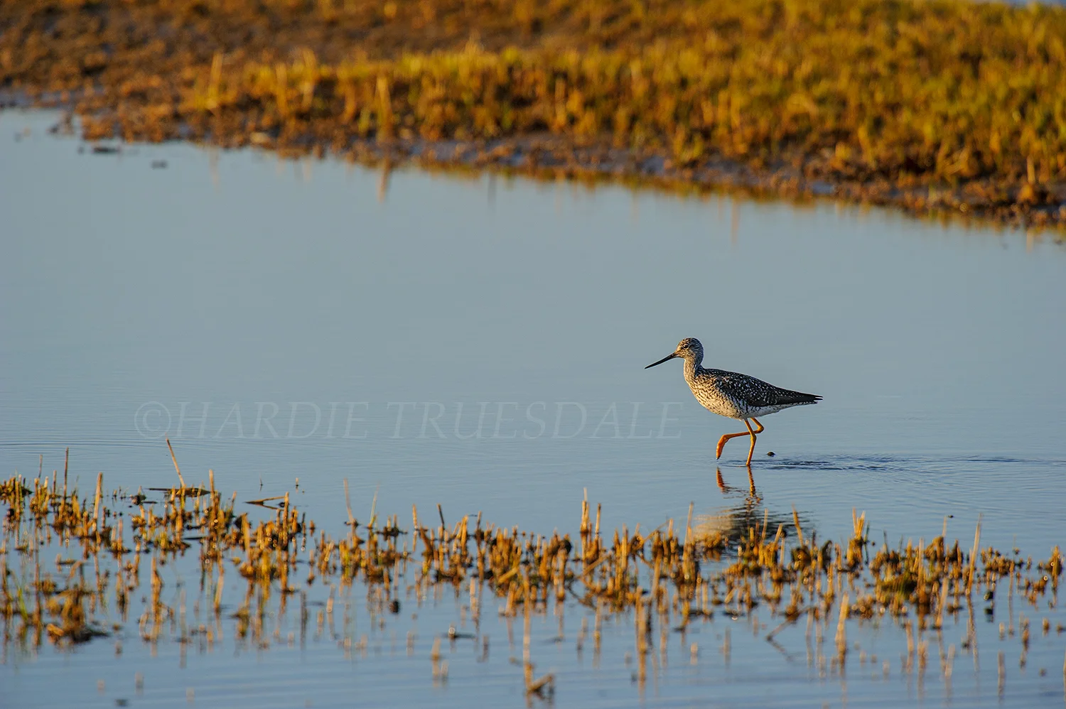 BrdNe#020 "Greater Yellow Legs" 