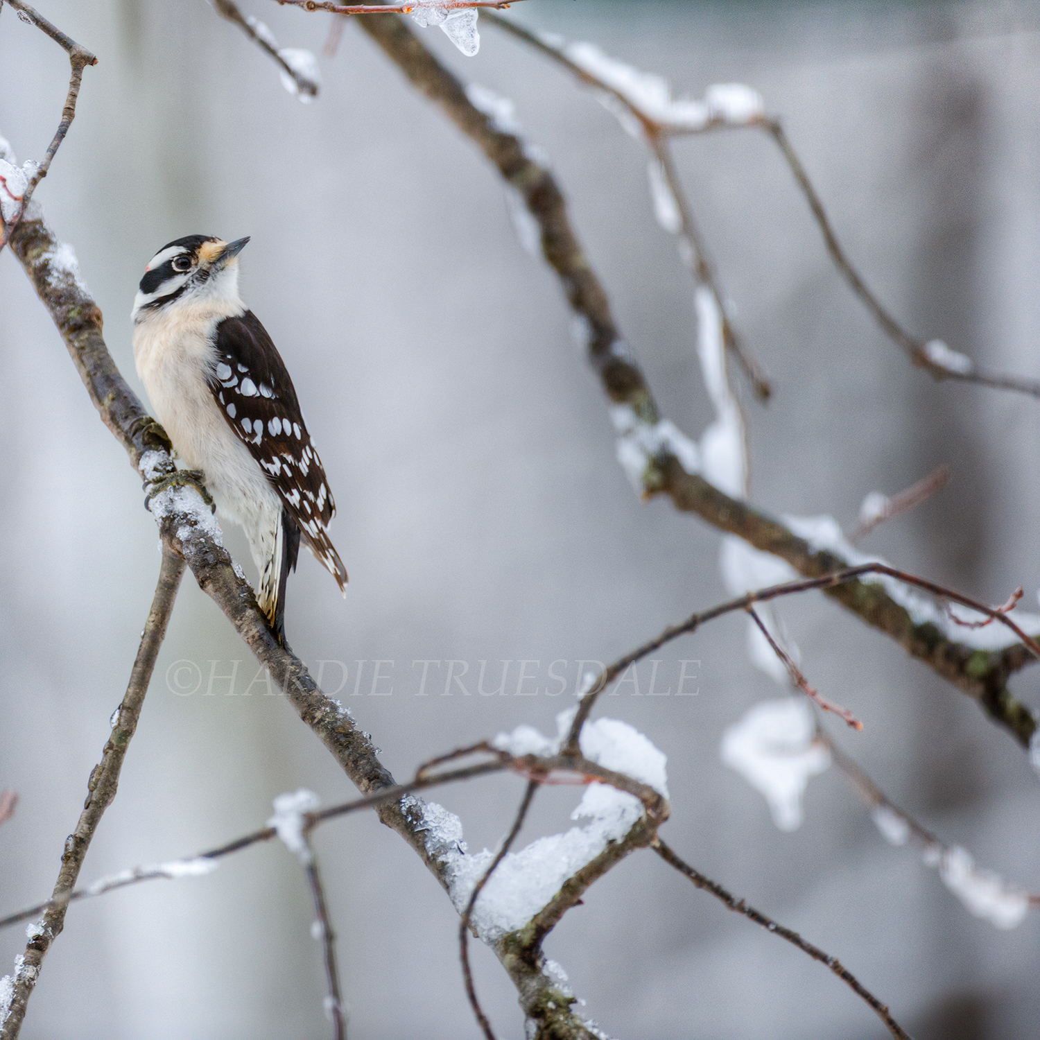  BrdNE#021 "Downy Woodpecker", Mohonk Preserve, NY 