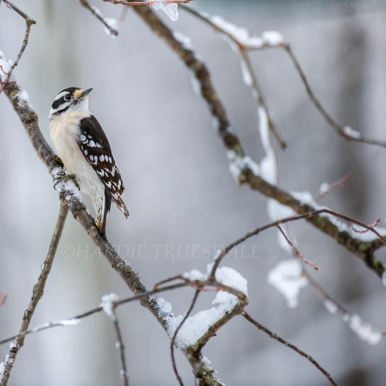  BrdNE#021 "Downy Woodpecker", Mohonk Preserve, NY 