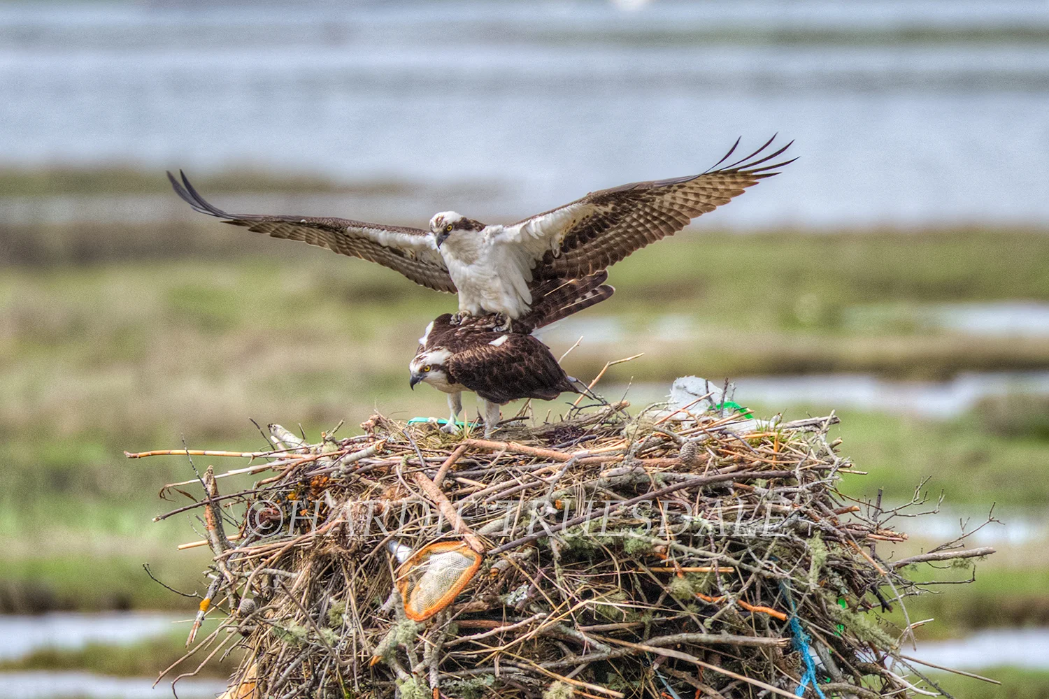  BrdNE#022 "Backrub, Osprey Style" West Dennis Beach, Cape Cod 