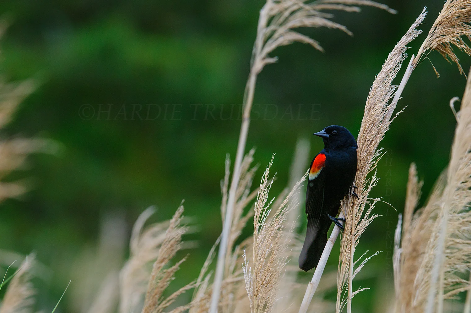  BrdNE#032 "Red Wing Blackbird on Cattus" Wellfleet Bay National Wildlife Refuge, MA 