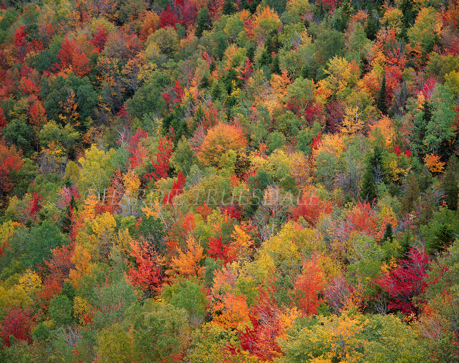 Adk#036a Fall Mountainside, Adirondack Preserve, NY