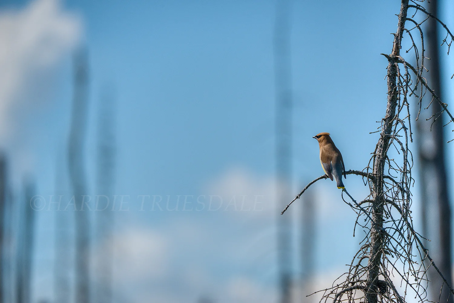 BrdMw#001 "Cedar Waxwing", Boundary Waters, MN