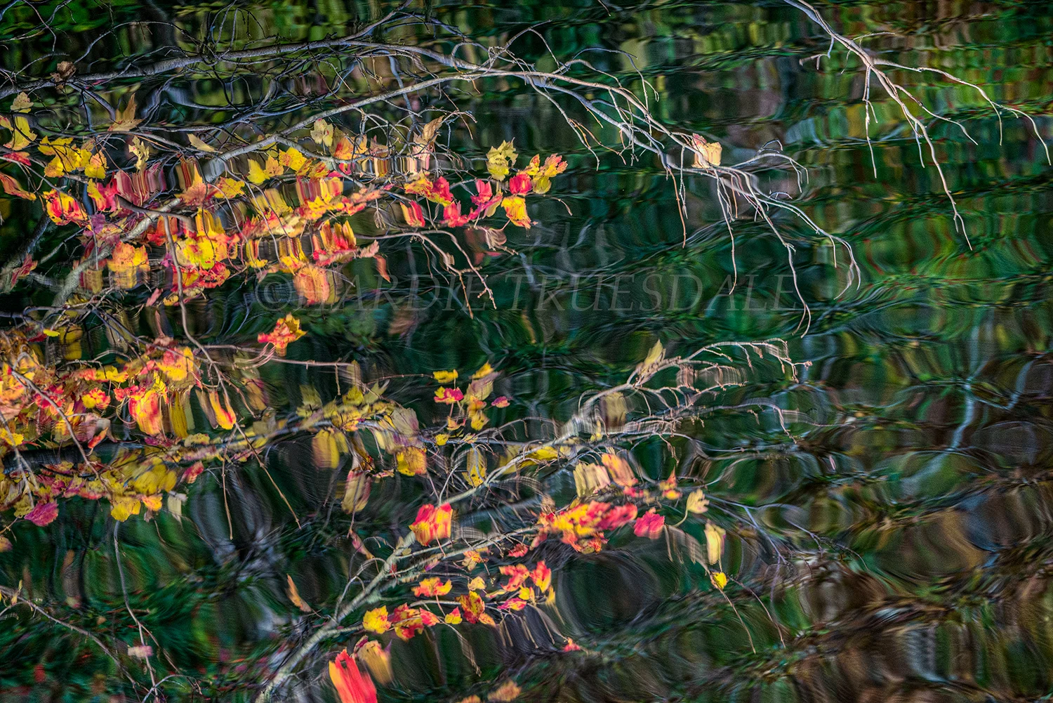 CC#152 "Maple Leaves Reflections" Meadow Bog Pond, Cape Cod