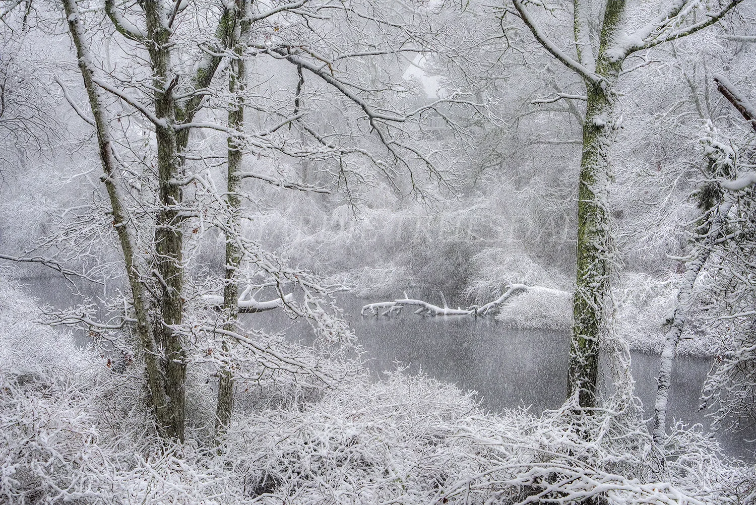 CC#157 "Blizzard, Reubens Pond, Orleans Conservation Trust, MA"