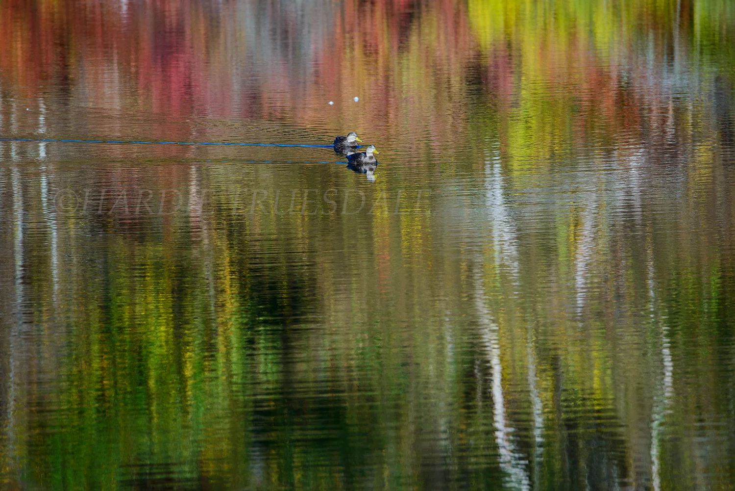 BrdNe#038 "American Black Ducks, Cape Cod, MA"