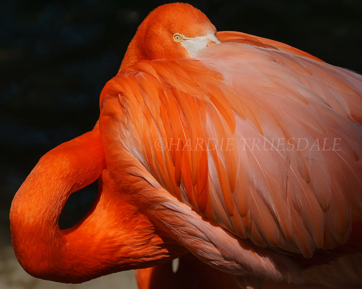 BrdS#001 "American Flamingo, San Diego Zoo, CA"