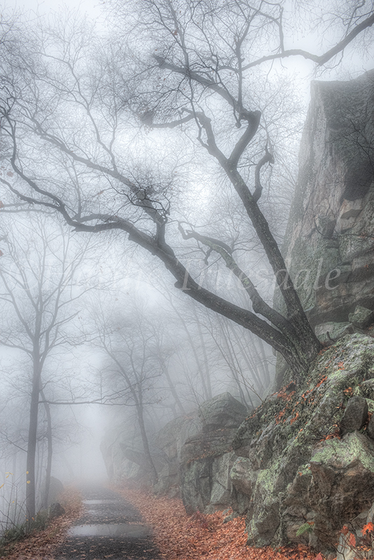 Gks#889 "Leaning Tree in the Mist, Undercliff Road, Mohonk Preserve, NY"