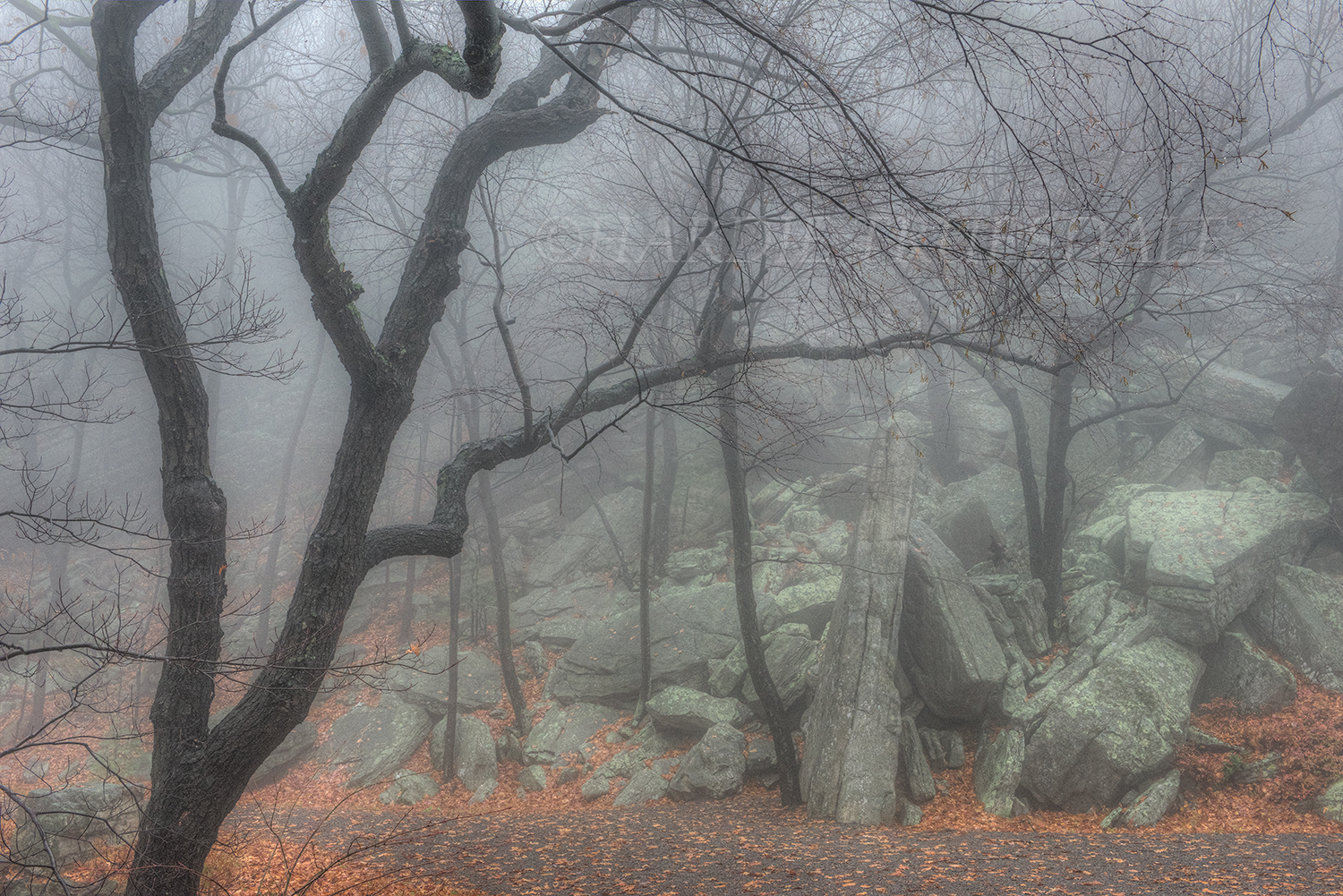 Gks#895 "Trapps Talus, Tree, and Mist, Mohonk Preserve, NY"
