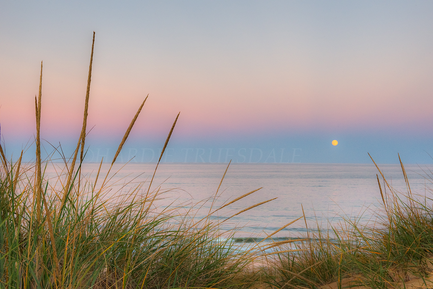 CC#141a "Dune Grass Moonrise, Whitecrest Beach"