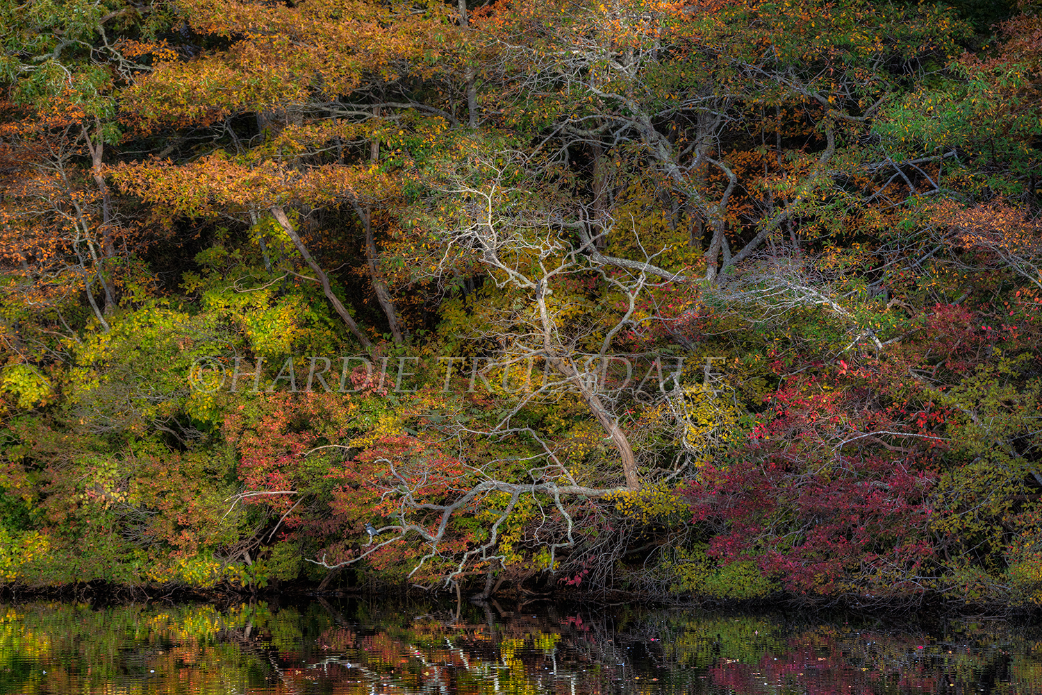 CC#150 "Fall Trees, Meadow Bog Pond"