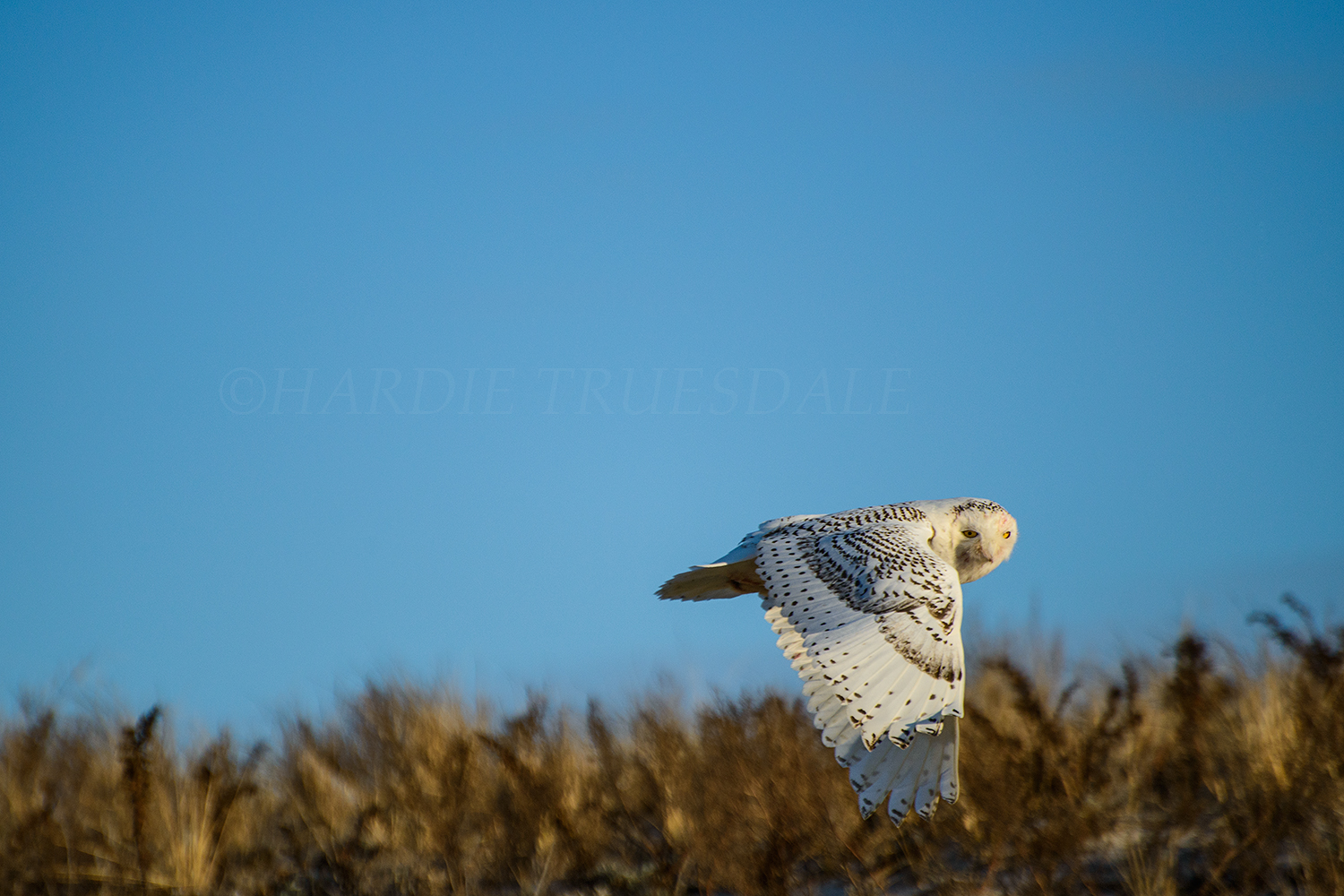 BrdNE#23 Snowy Owl In Flight