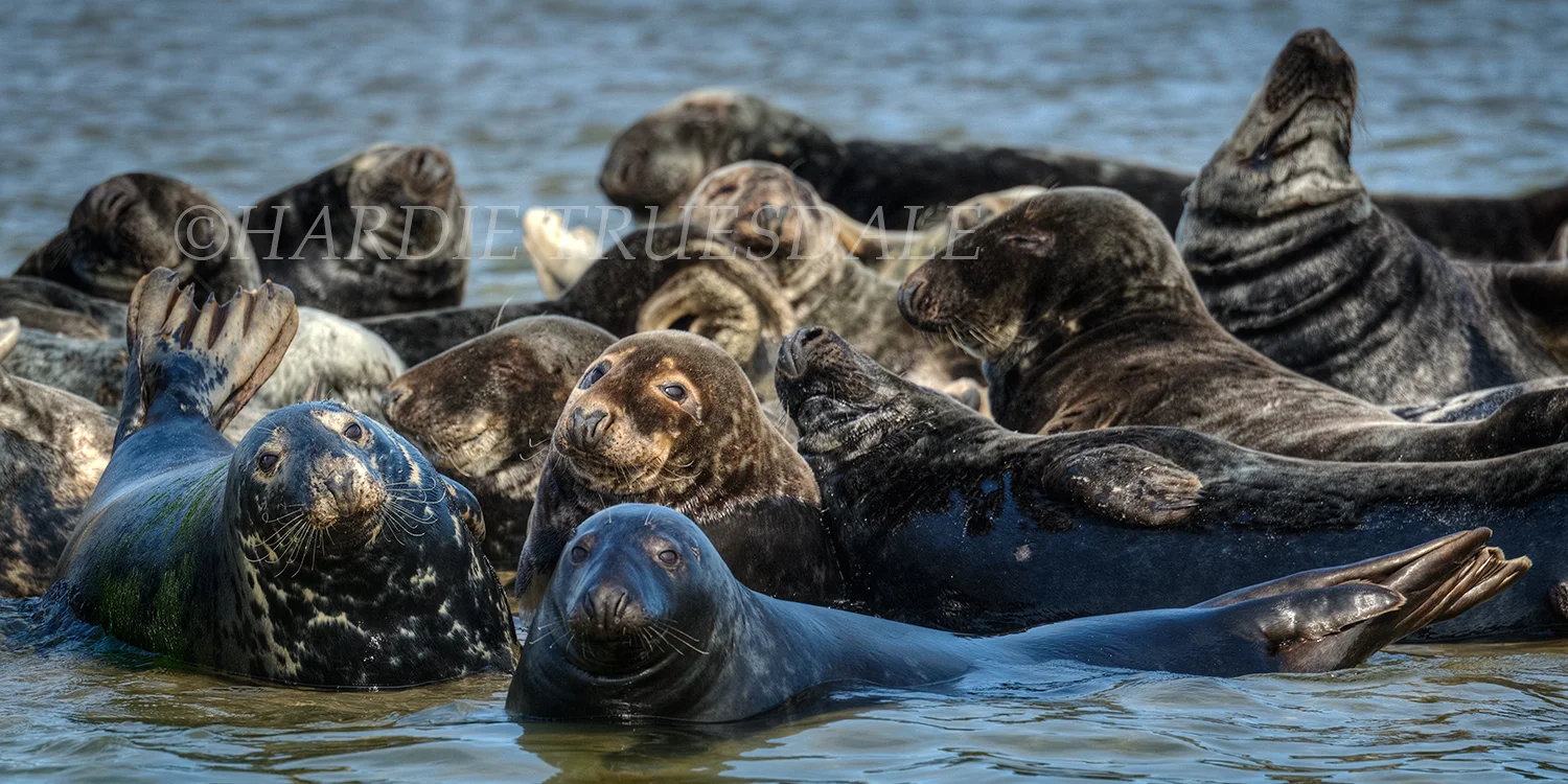 CC#131 "Happy Grey Seals"