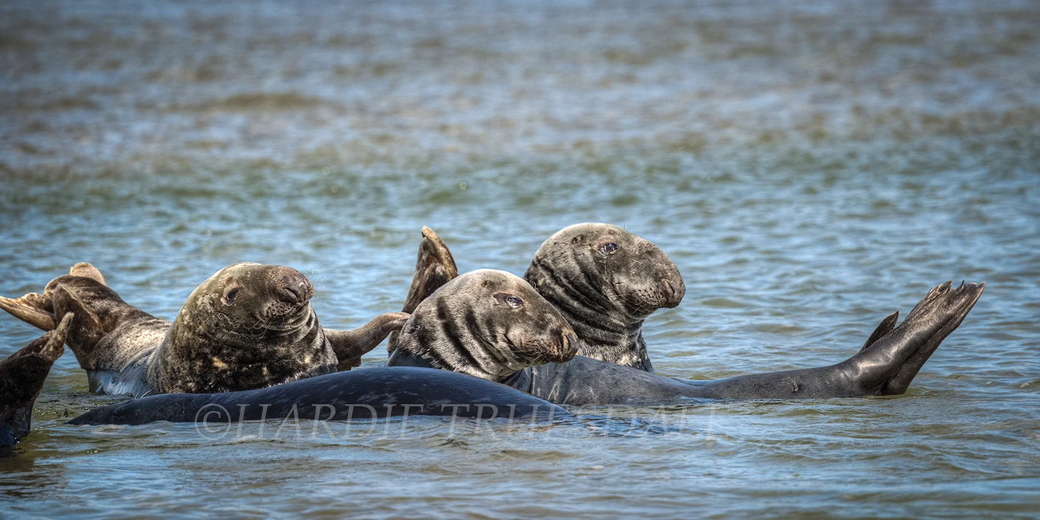 CC#133 "Scratch My Back", Grey Seals