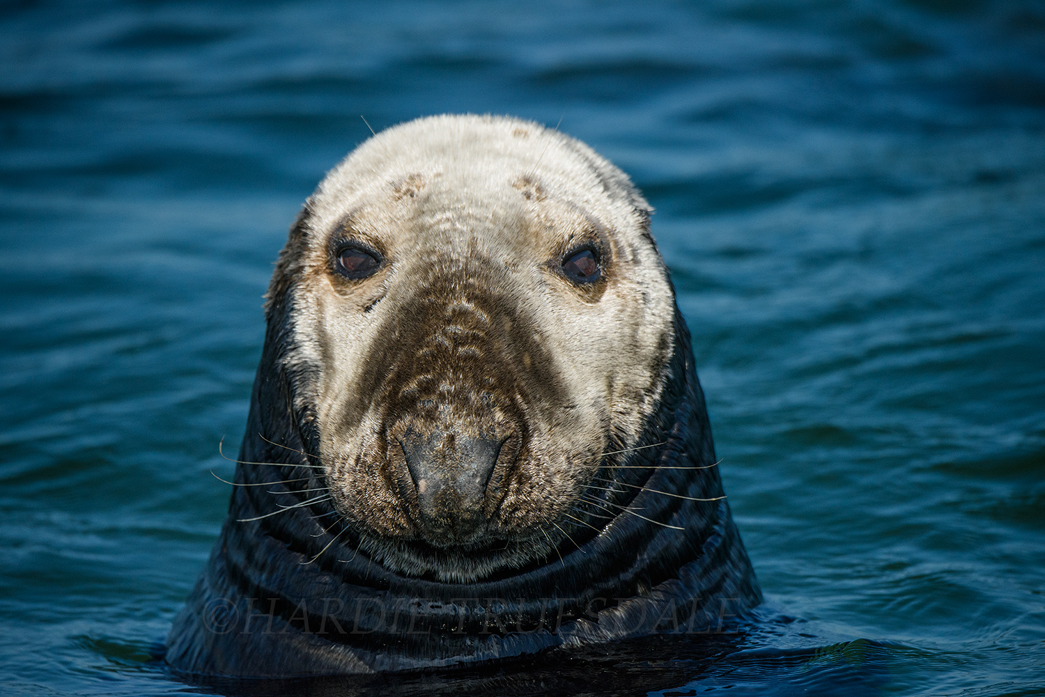 CC#137 "Up Close and Personal with a Grey Seal"