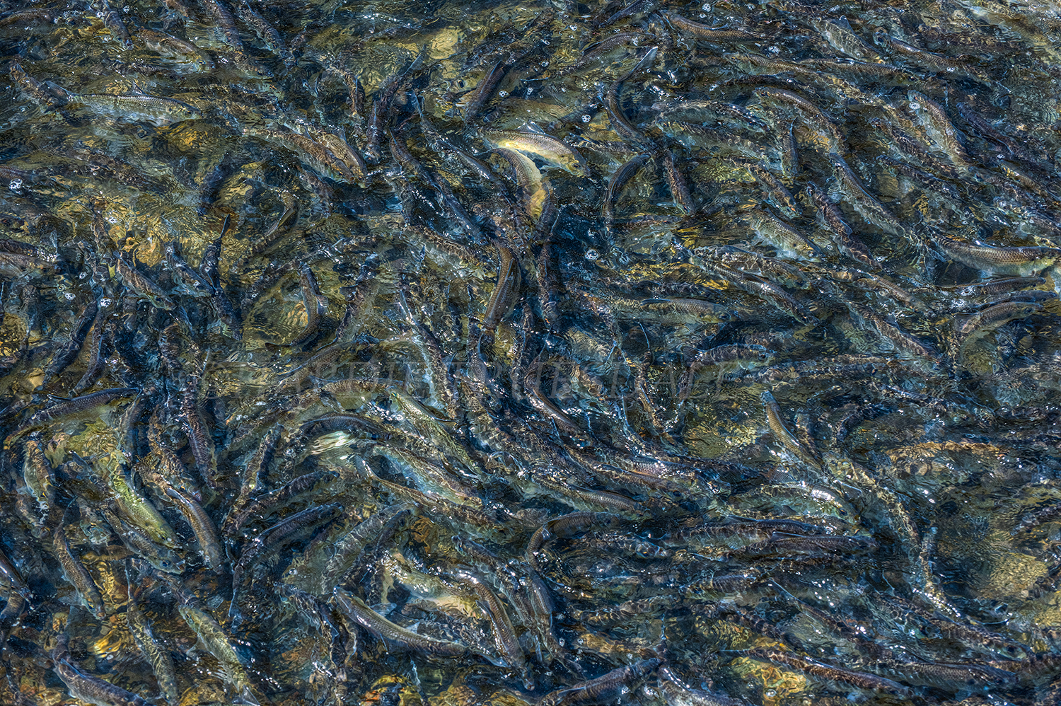 MA#100 "Herring Run"