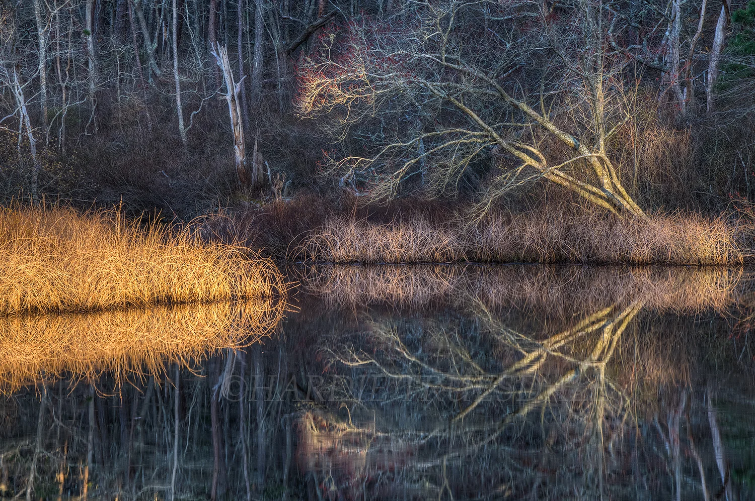 MA#101 Silver Spring Pond