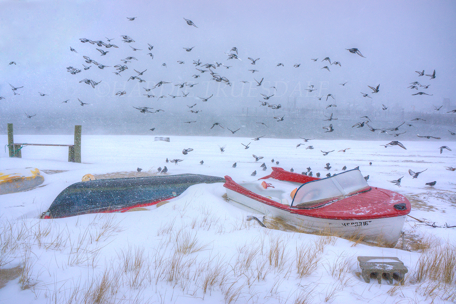 CC#23 "Abandoned Boats and Pigeons"