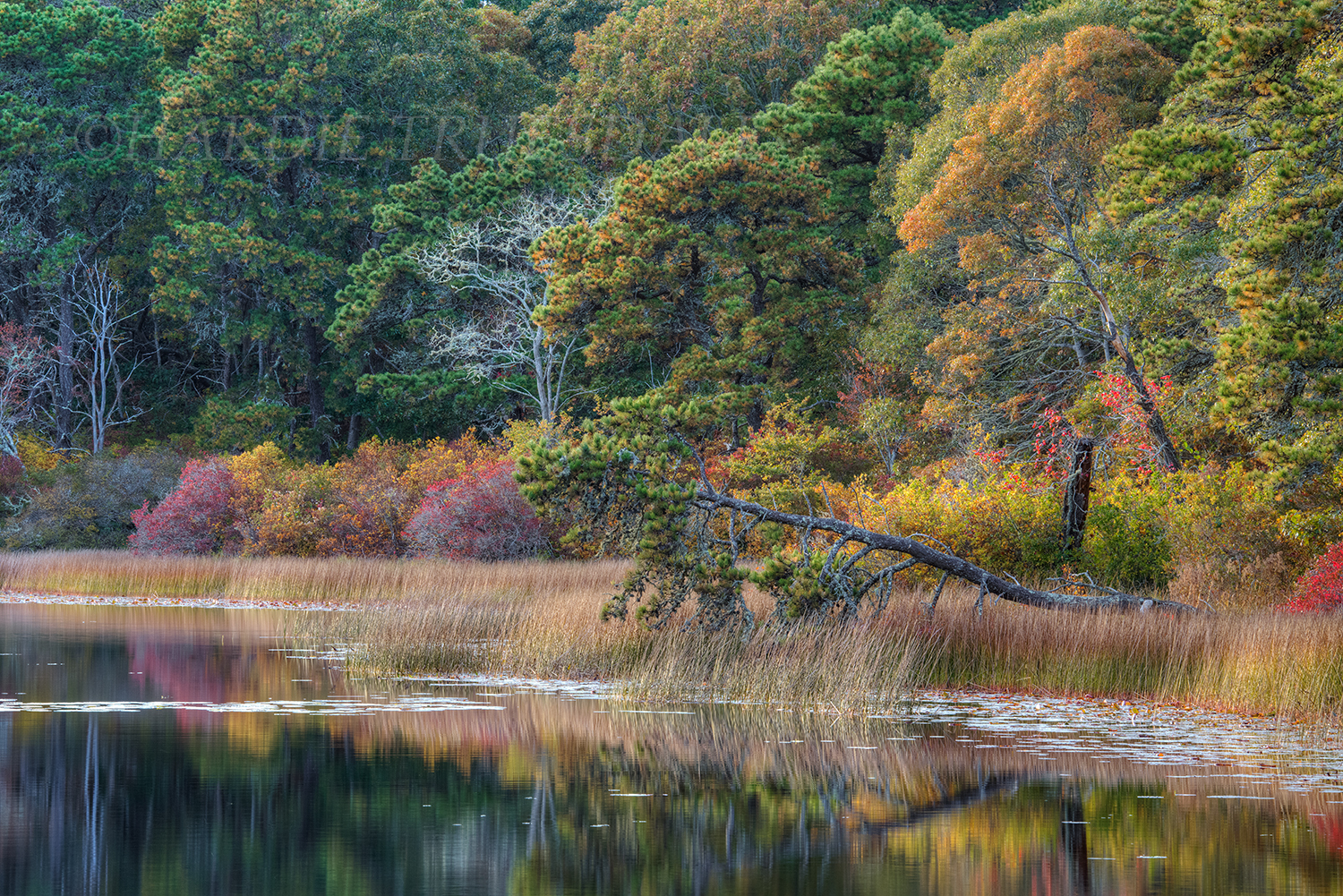 CC#168 "Fallen Tree Fall", Twinings Pond