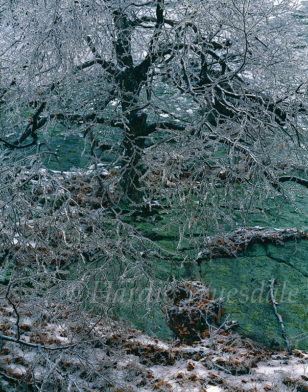 Gks#85 "Frozen Tree"