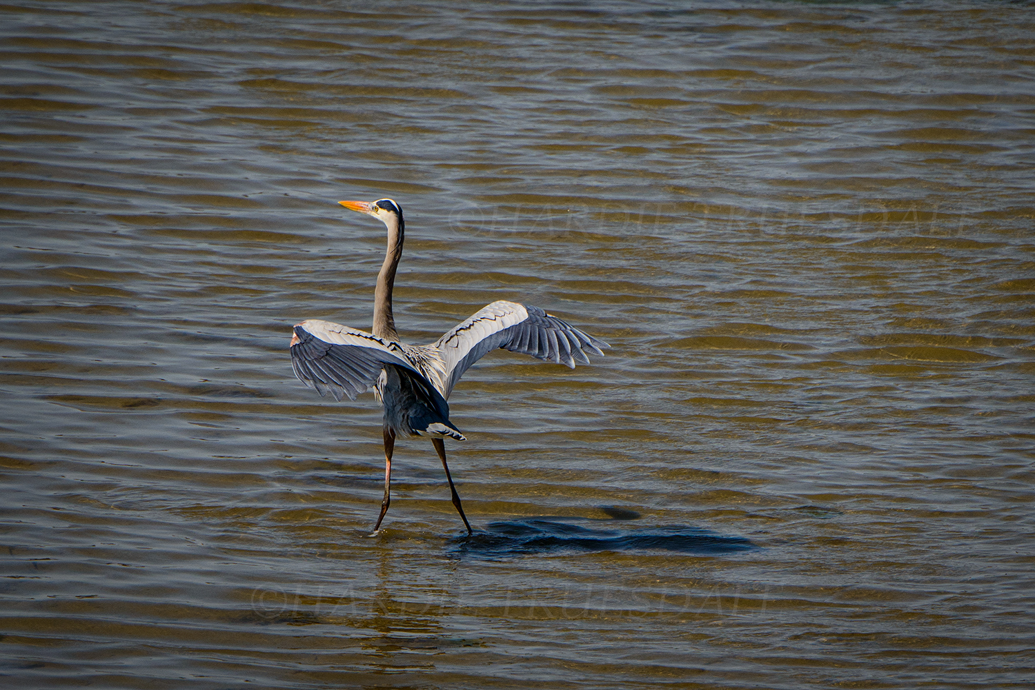 BrdNe#042 "Dance of the Great Blue Heron"