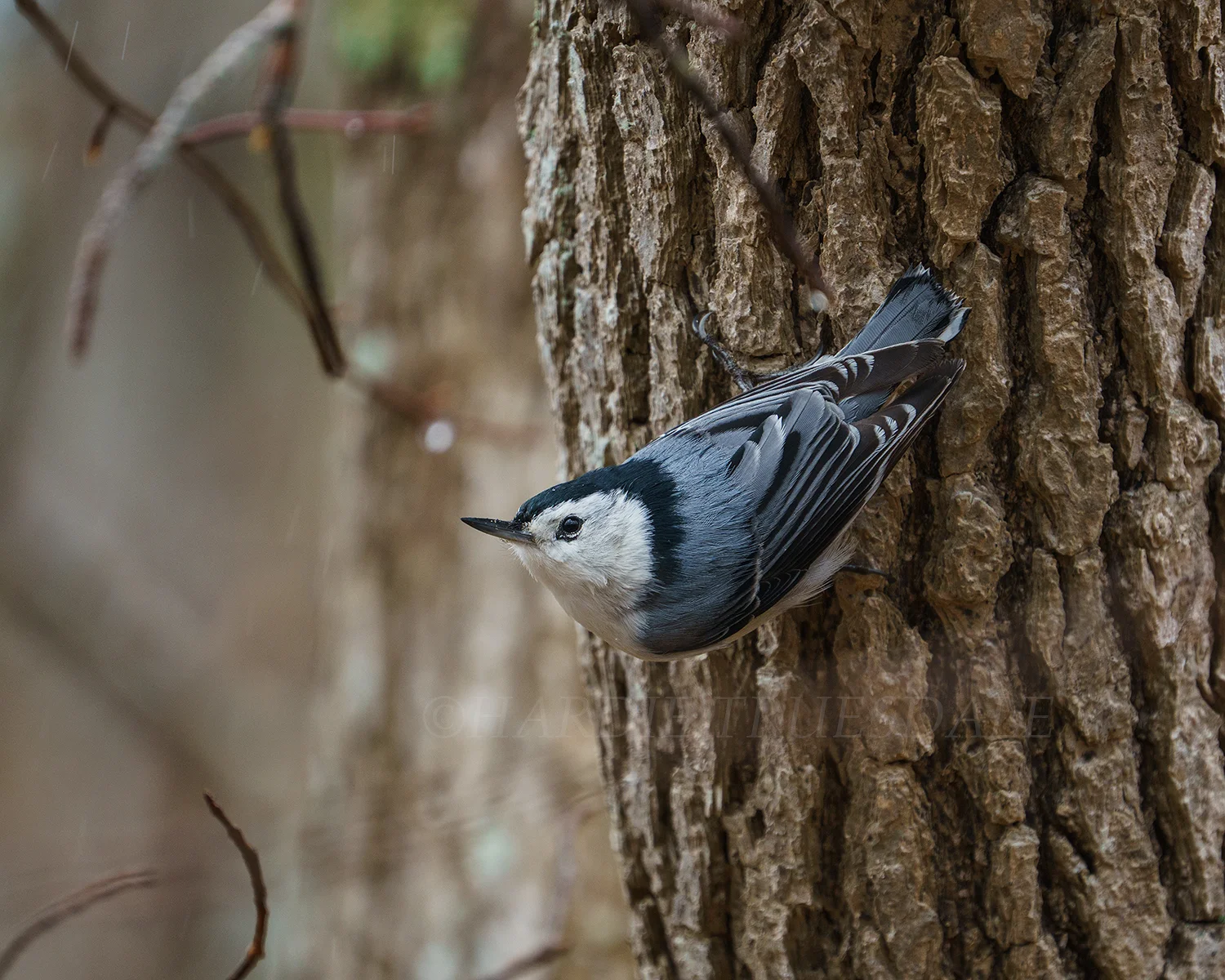 BrdNe#043 "White Breasted Nuthatch"
