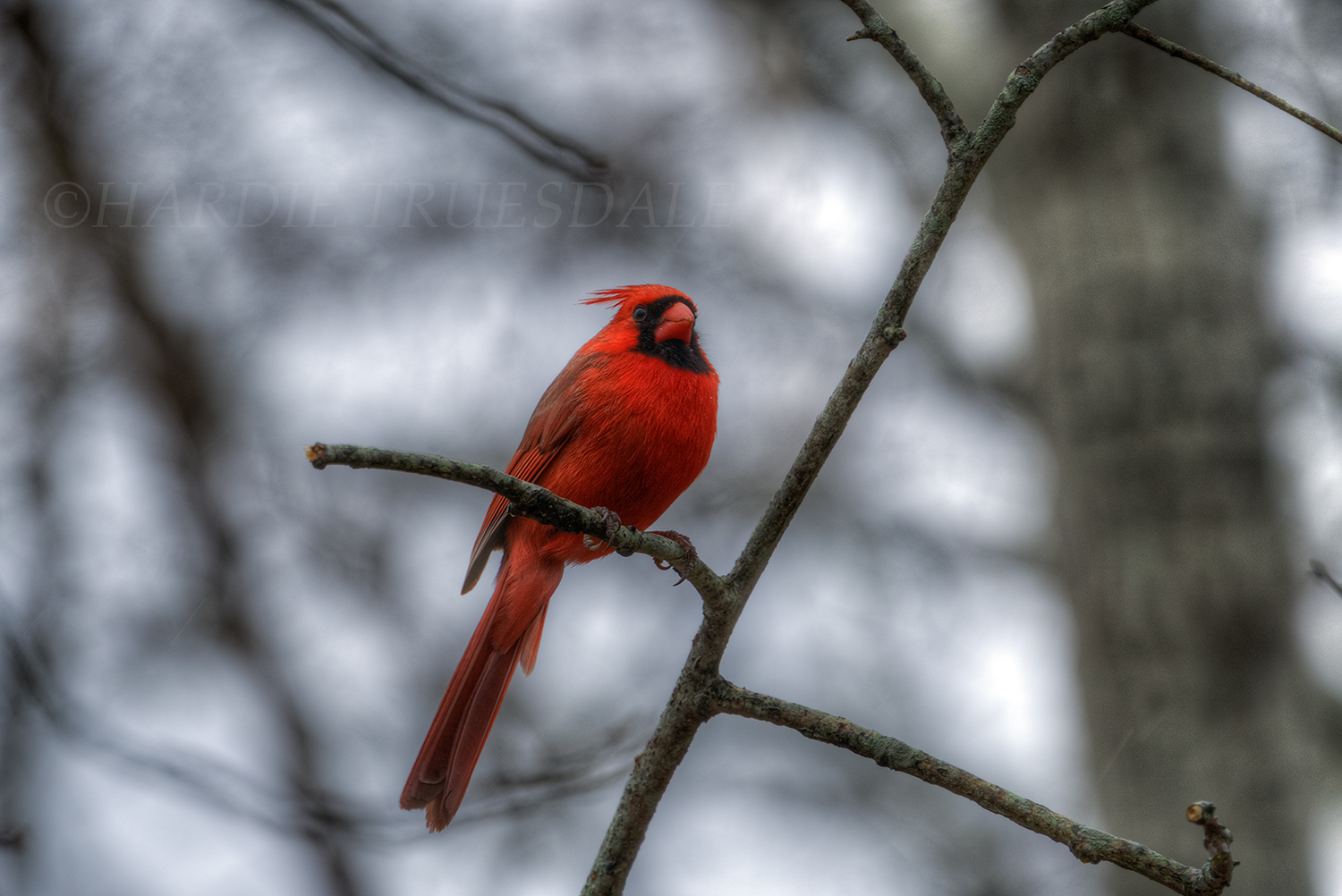 BrdNe#044 "Male Cardinal"