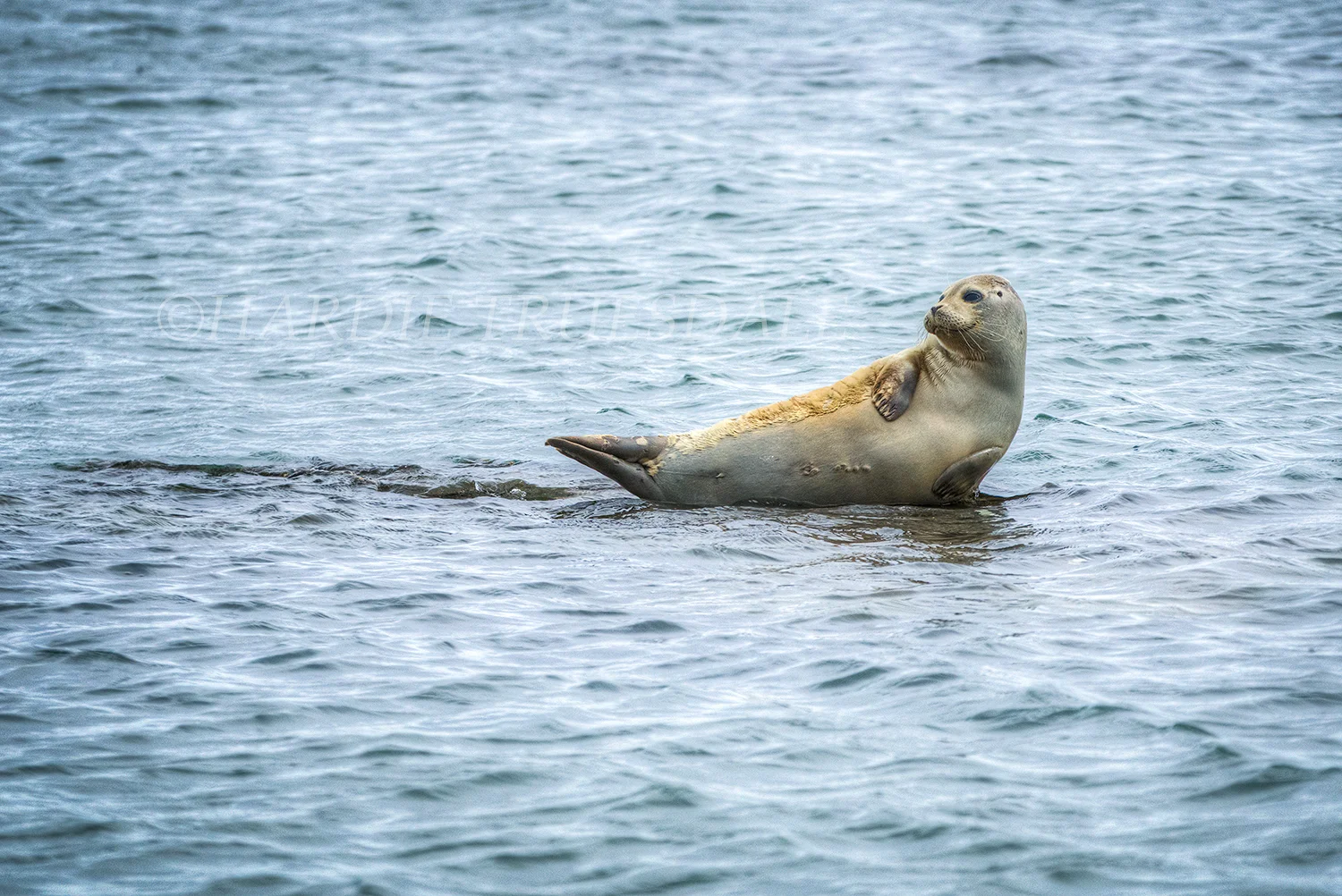 CC#196 "Grey Seal Pup"