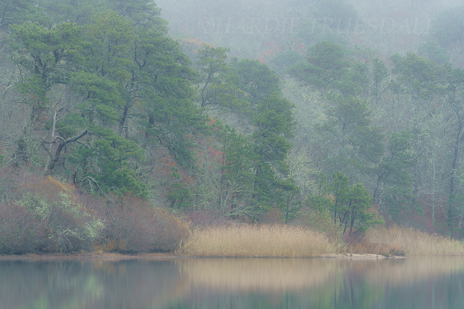 CC#177 "Soft Fog, Cliff Pond"