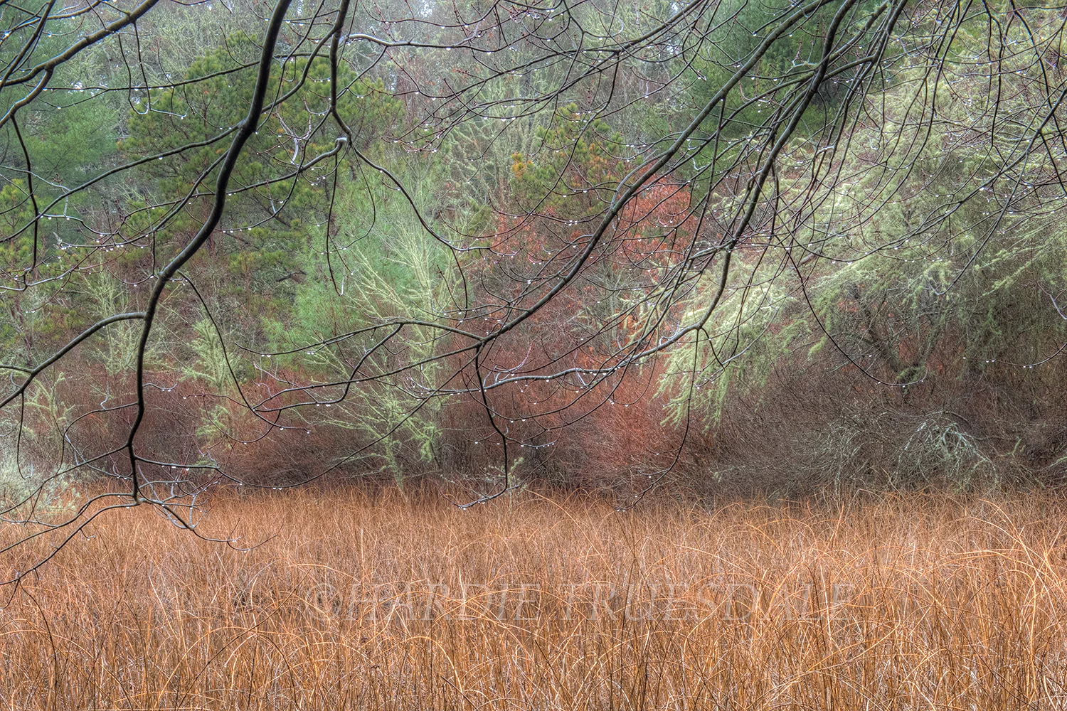 CC#108 "Kenrick Woods"