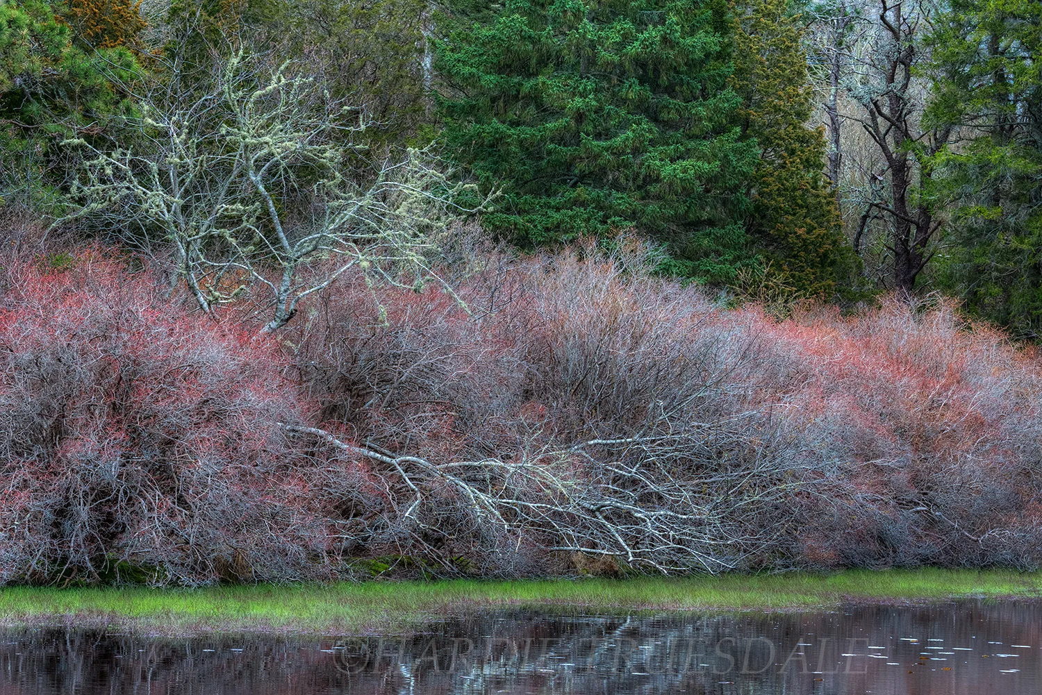 CC#128a "Duck Pond, Mill Pond Valley Conservation Area"
