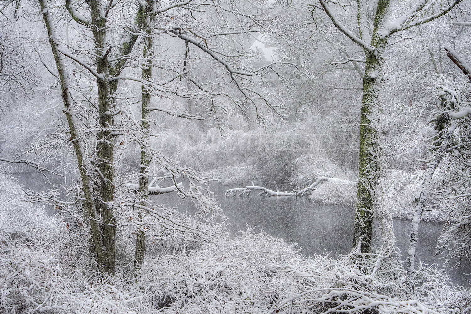 CC#157 "Blizzard, Reuben's Pond"