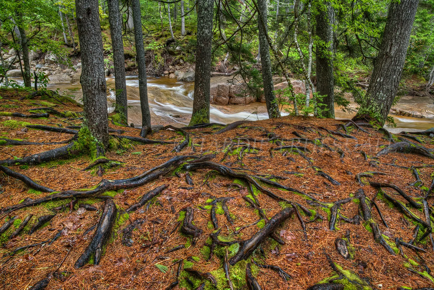 NH#102 "Living Tree Roots, Otter Rocks"