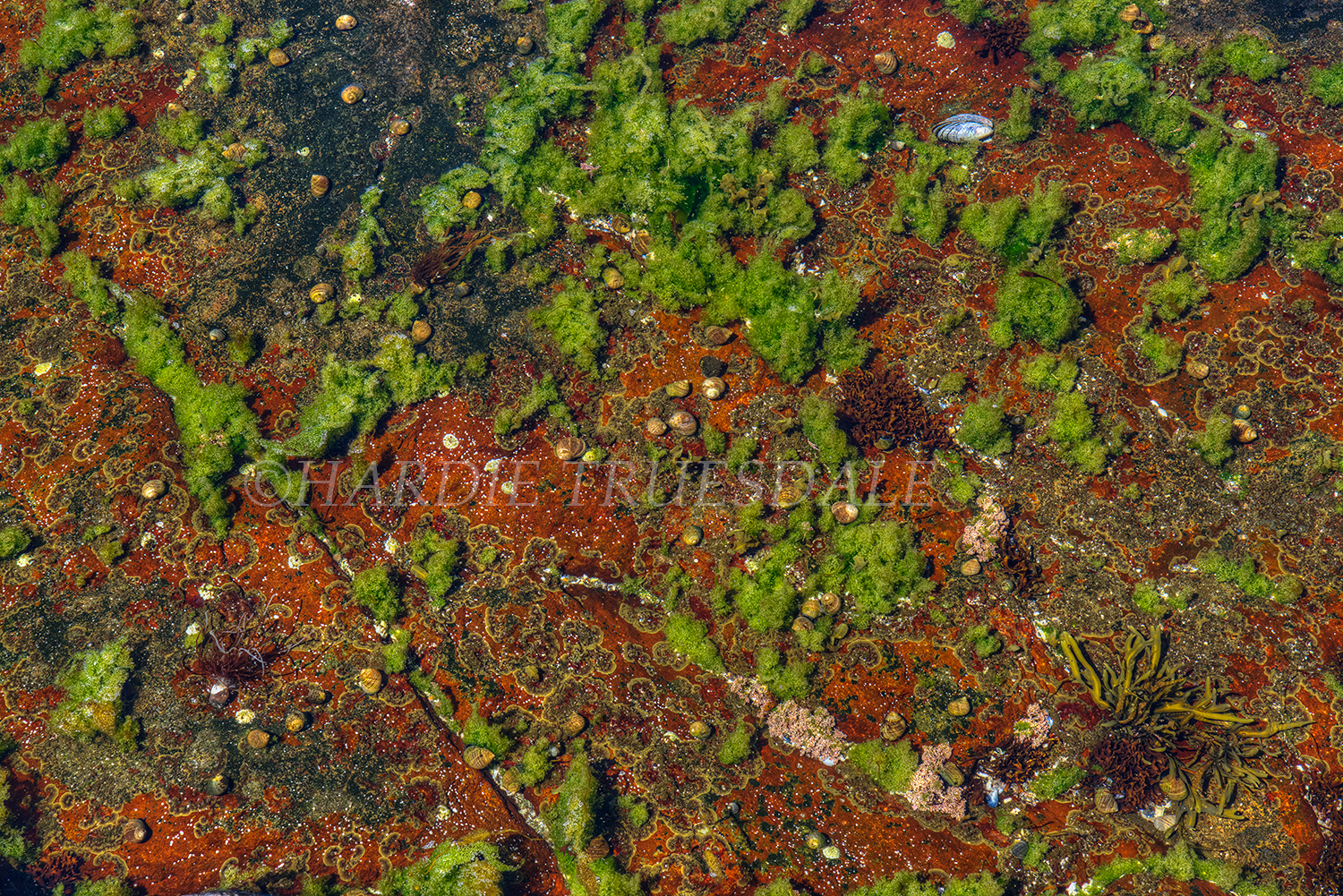 ME#70 "Tidal Pool, Lobster Cove"