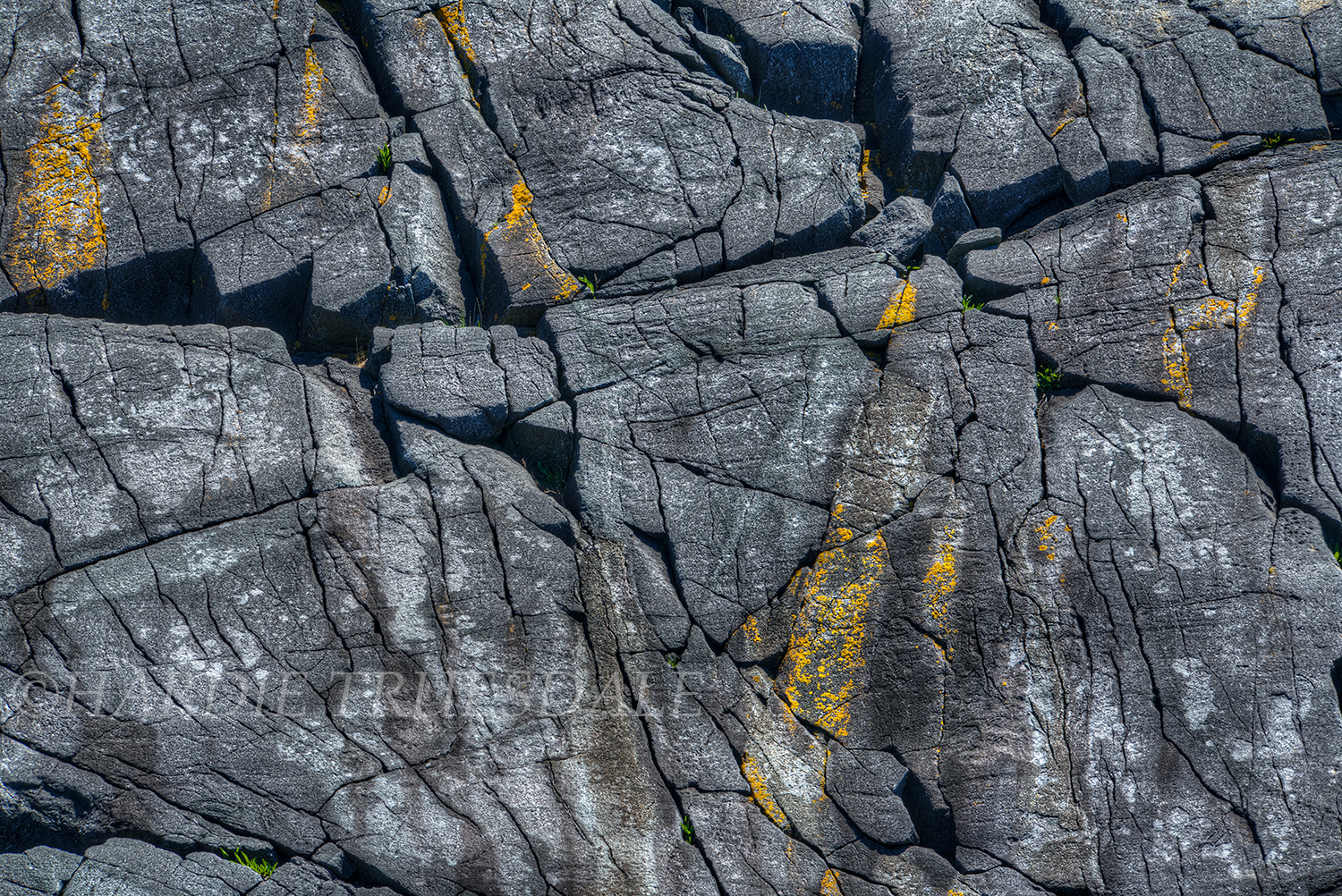 ME#71 "Rock and Lichen, Monhegan Island"