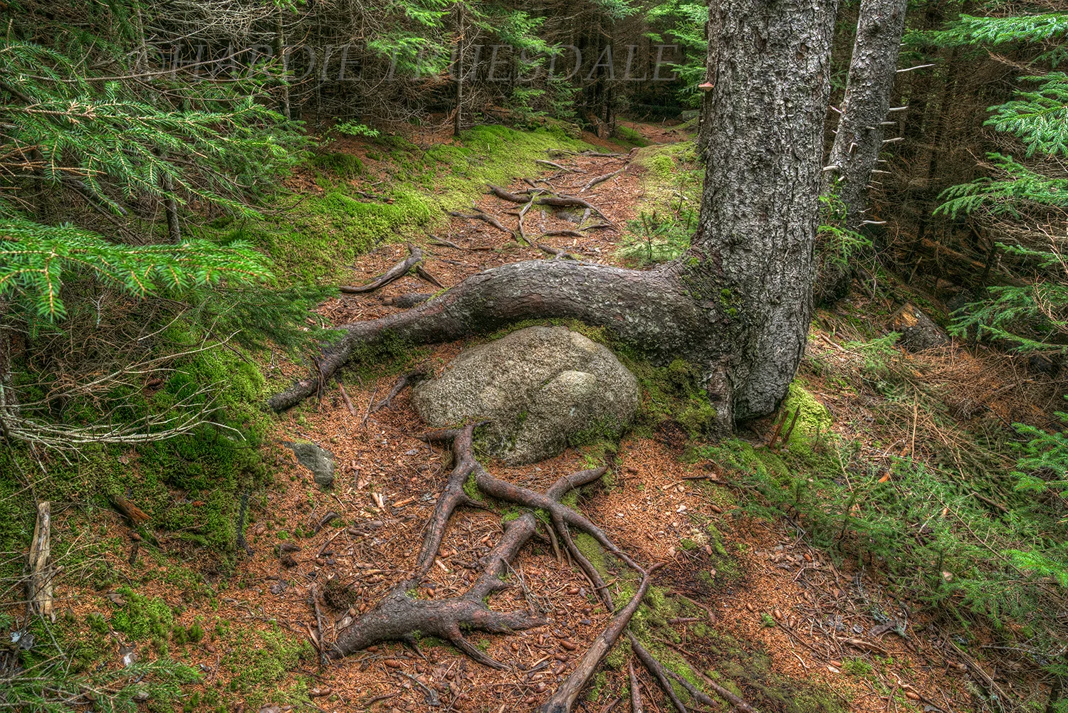 ME#72 "Mirkwood, Monhegan Island"