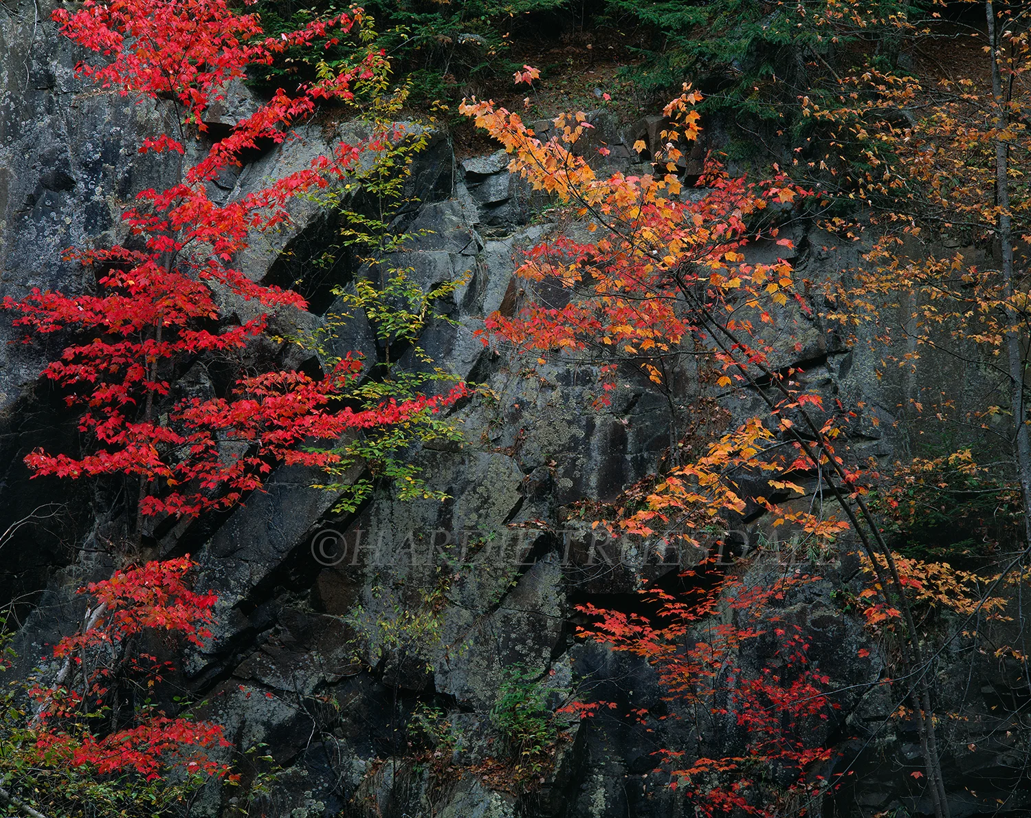 Adk#35 "Fall Cliff Detail"