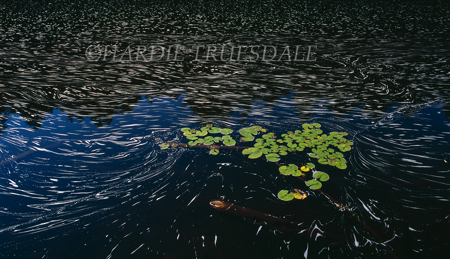 Adk#181 "Lily Pads, Lower Saranac River"