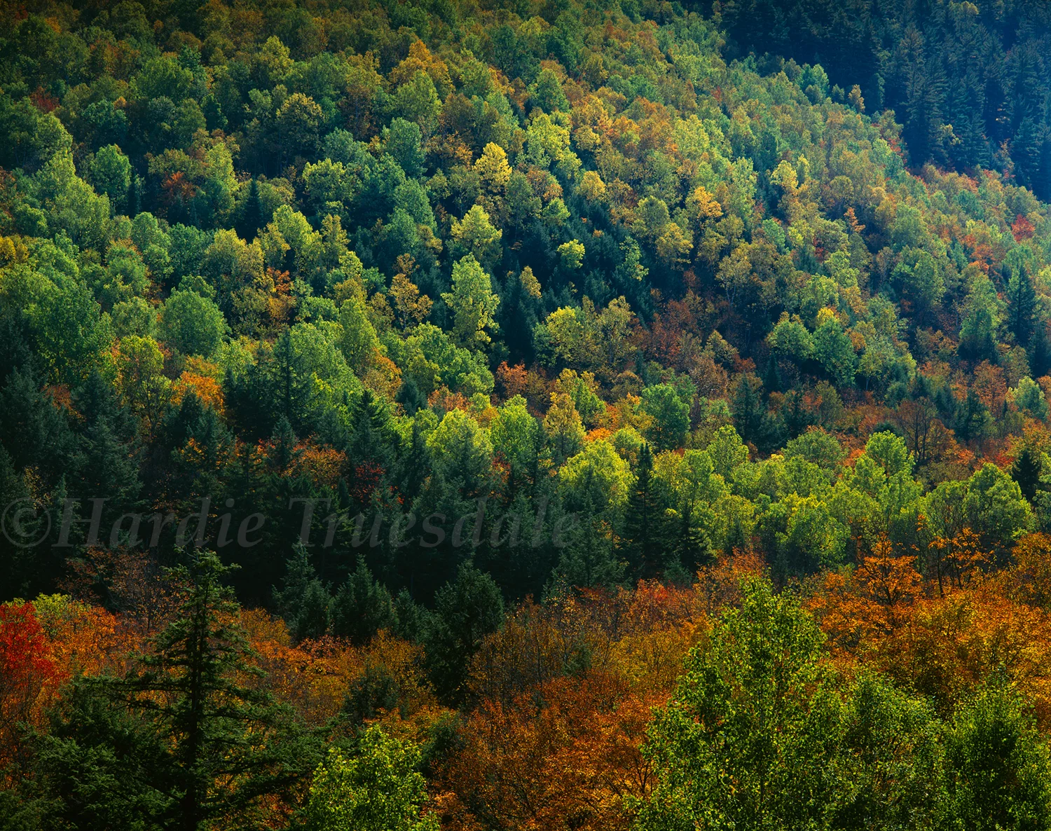 Adk#43 "Fall Mountainside"