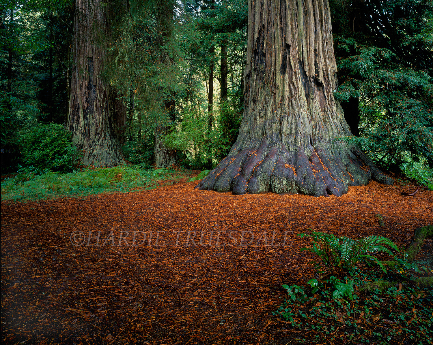 CA#28 "Big Foot, Prairie Creek"