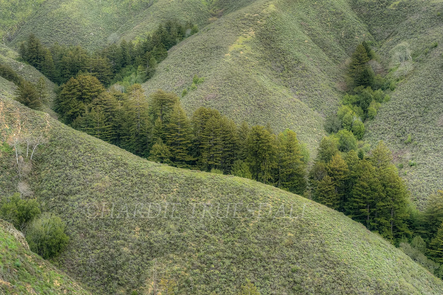 CA#120a "Hill Patterns, Garrapata"