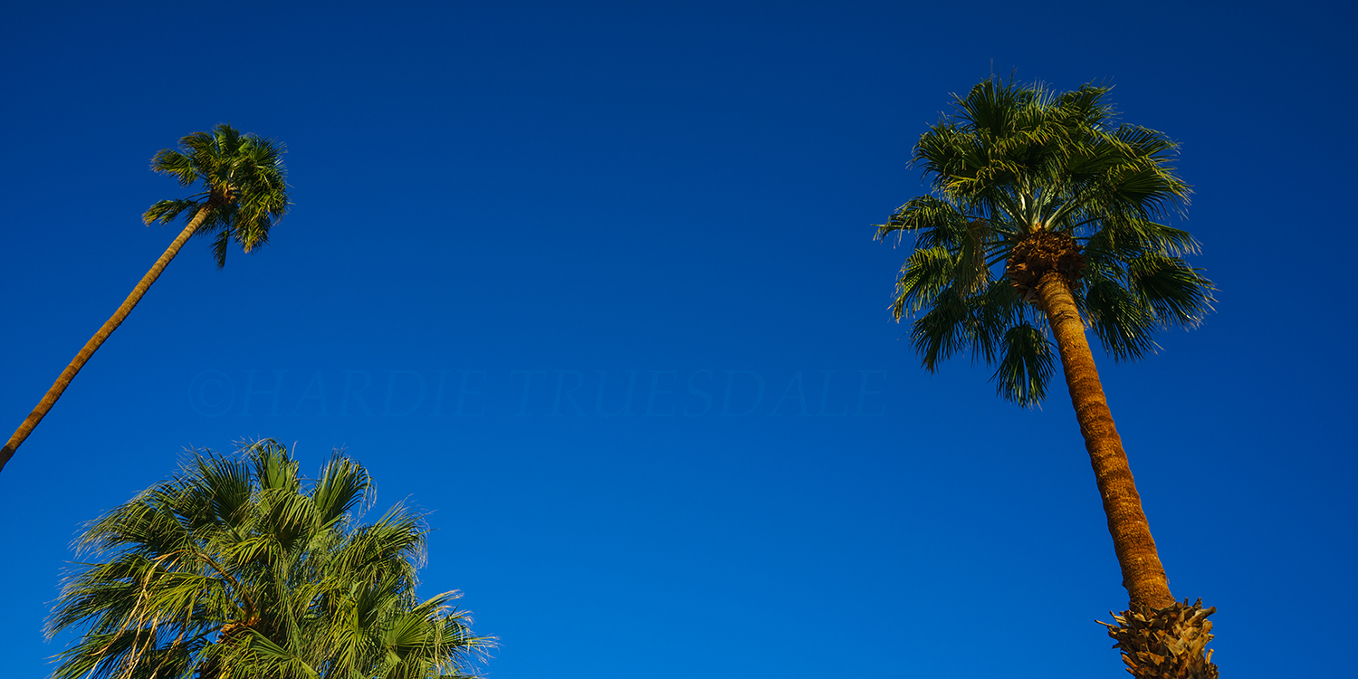 CA#147 "Palm Trees, Palm Springs"