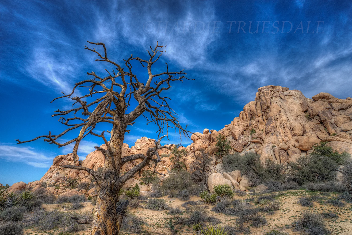 CA#149 "Haunted Tree, Joshua Tree"