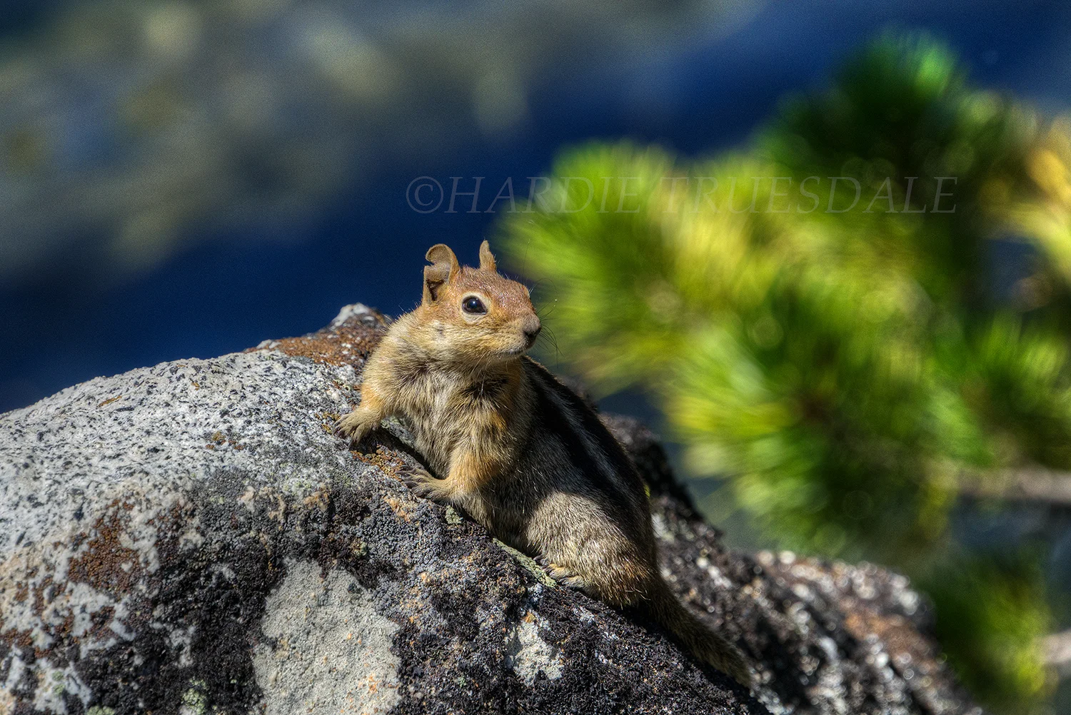 CA#155 "Golden Mantled Ground Squirrel"