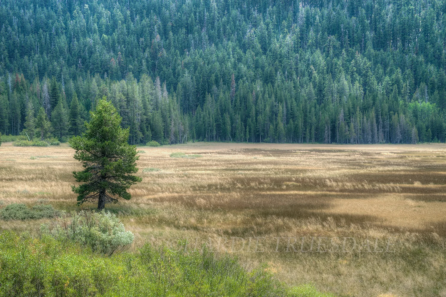 CA#164 "Luthers Pass Meadow, Eldorado National Forest"