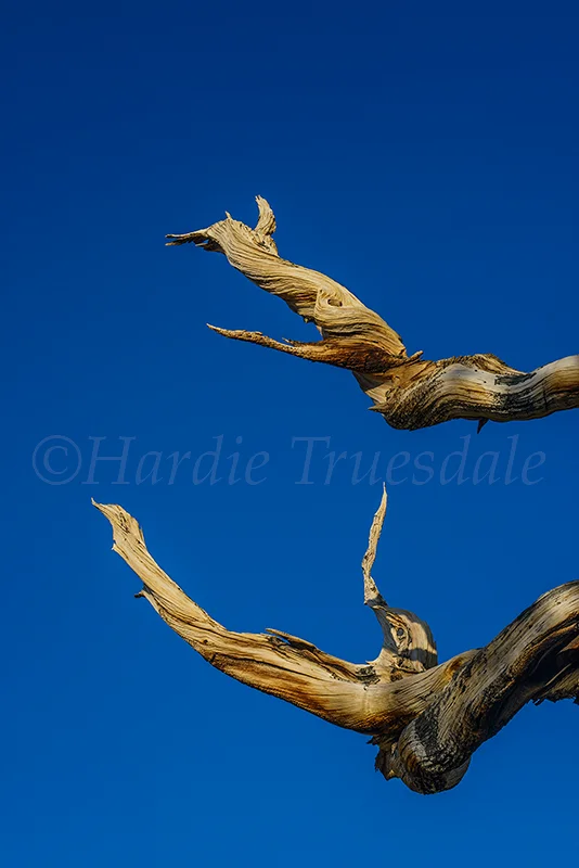 CA#168 "Bristlecone Limbs, Inyo"