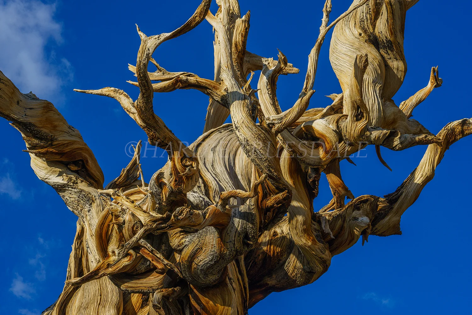CA#169 "Bristlecone Pine Detail, Inyo"