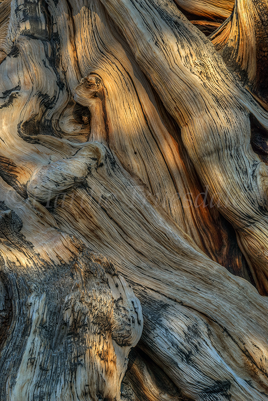 CA#172 "Bristlecone Textures and Lines, Inyo"