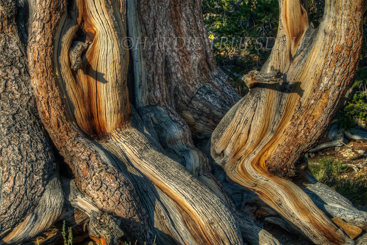 CA#175 "Bristlecone Pine Figures, Inyo"