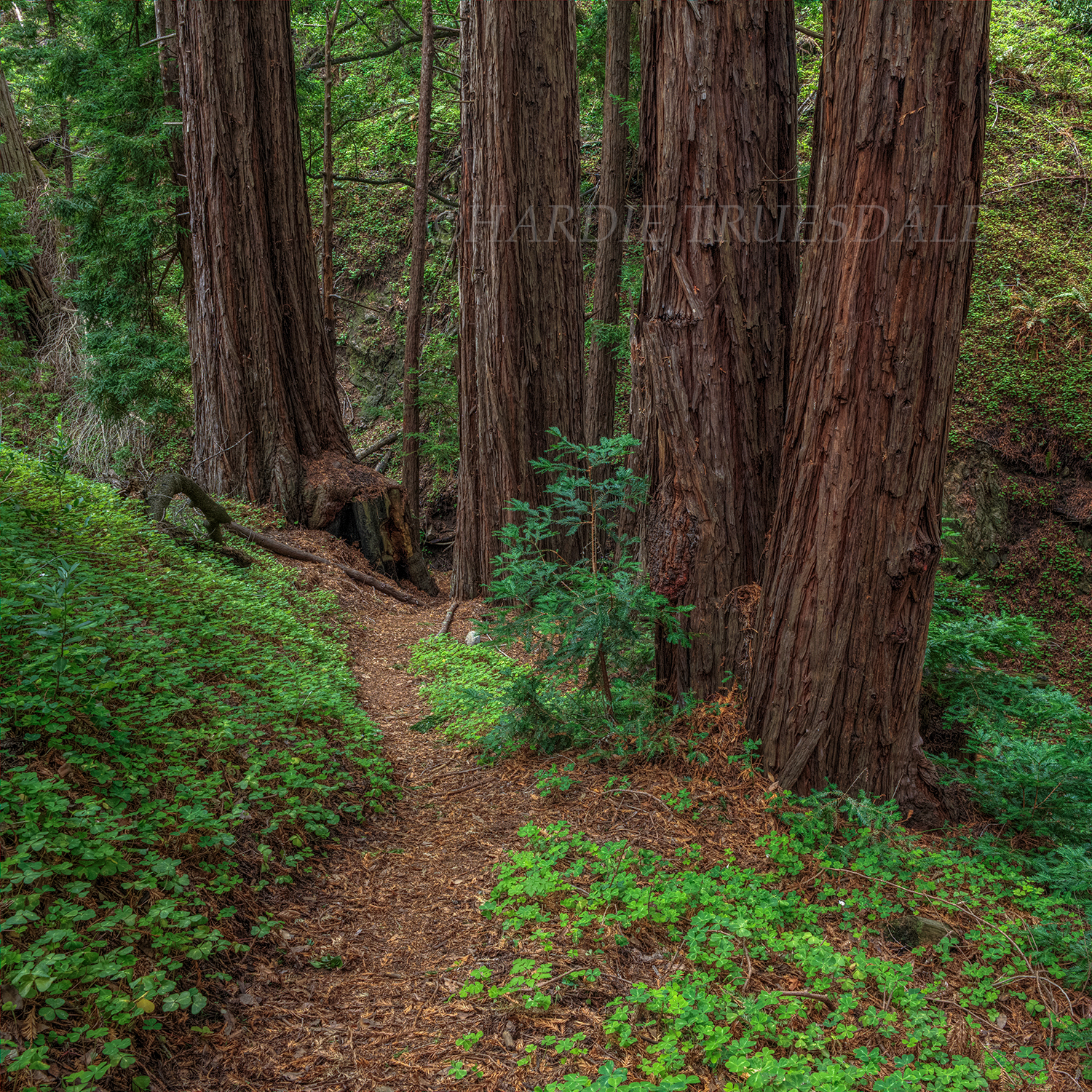 CA#179 "Redwoods Grove, Garapatta"